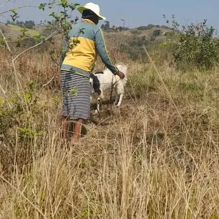 A goat saved a 61-year-old woman from rape